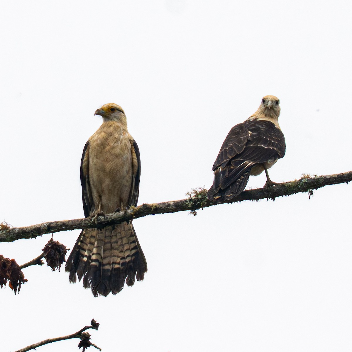 Yellow-headed Caracara - ML645856710