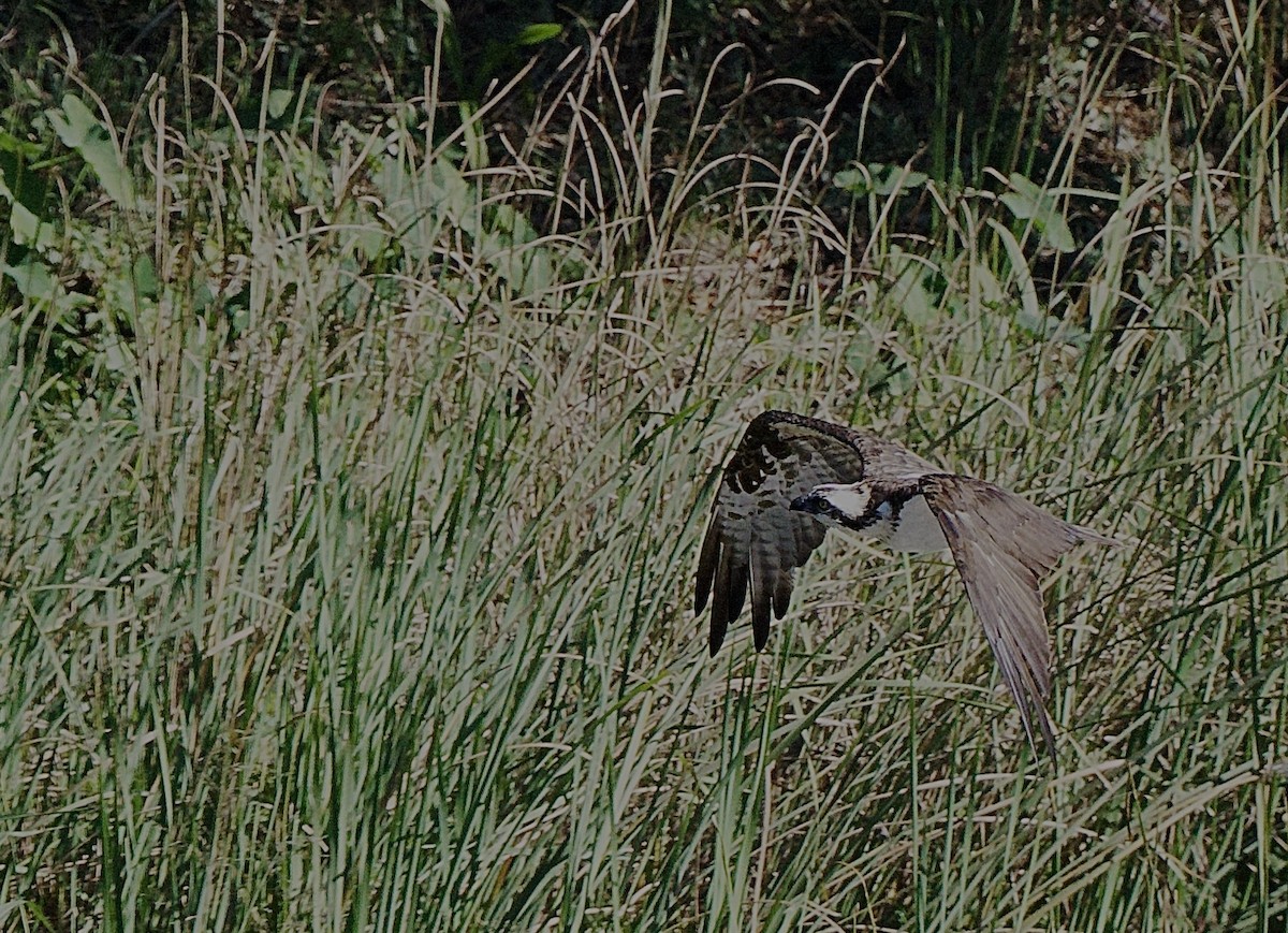 Osprey - ML645856711