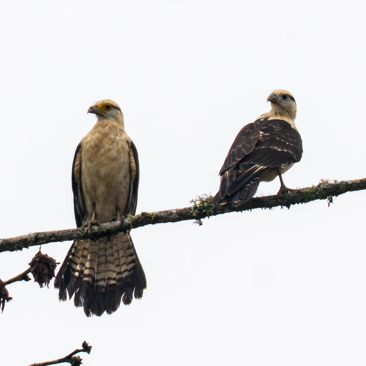 Yellow-headed Caracara - ML645856712