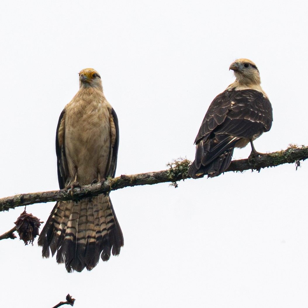 Yellow-headed Caracara - ML645856713