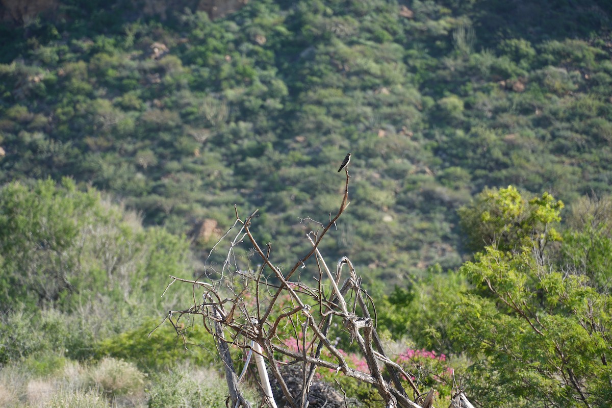 Northern Rough-winged Swallow - ML645856718