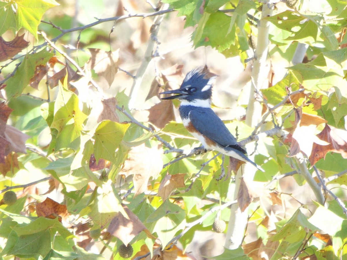 Belted Kingfisher - ML645856719