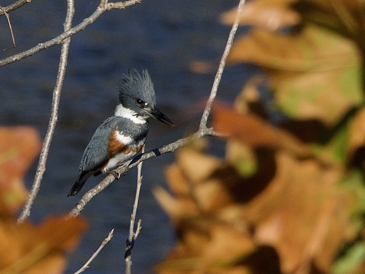 Belted Kingfisher - ML645856720