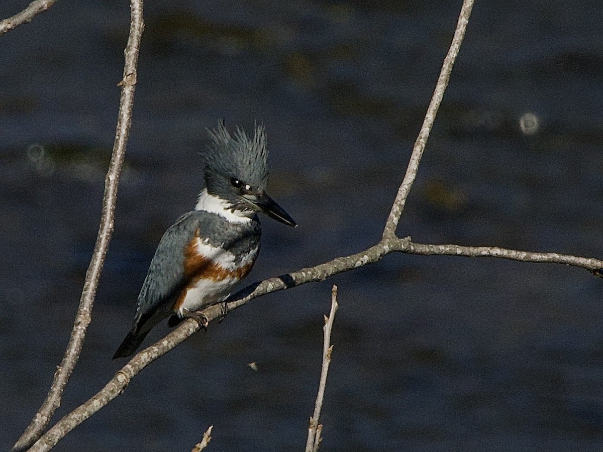 Belted Kingfisher - ML645856721