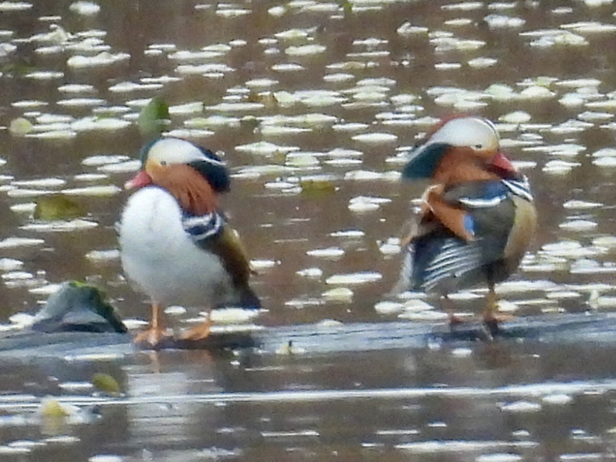 Mandarin Ördeği - ML645856723