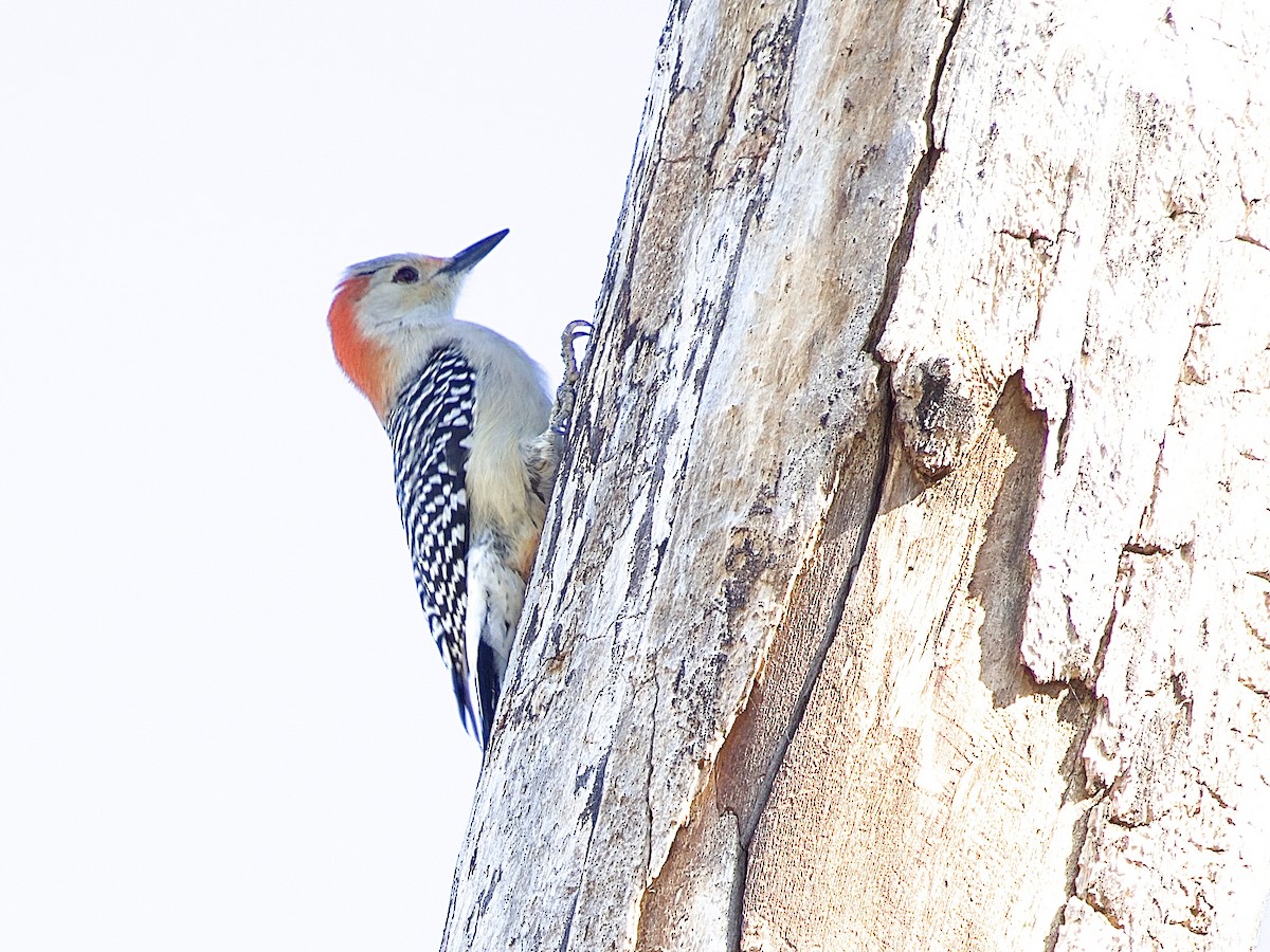 Red-bellied Woodpecker - ML645856725