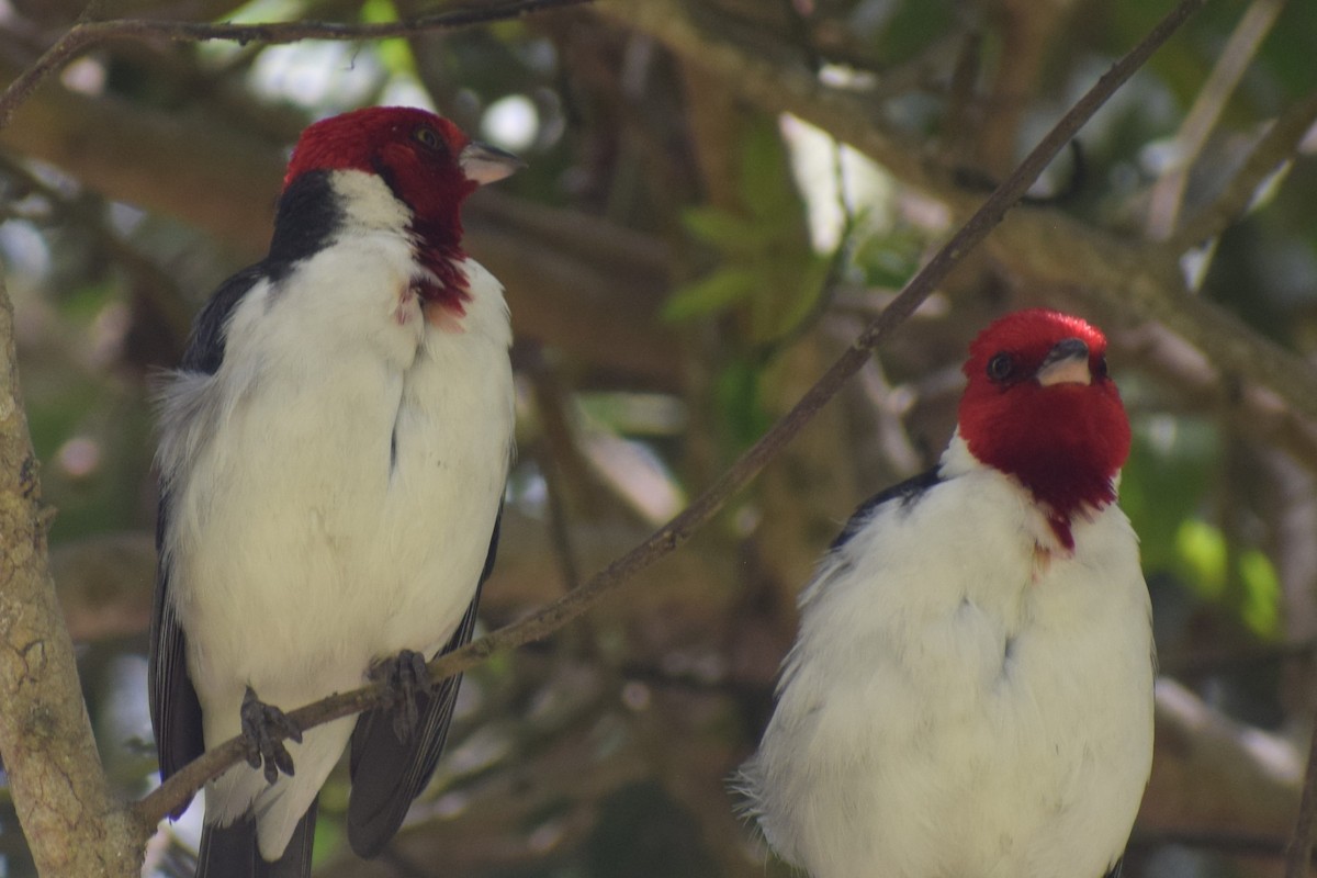 Red-crested x Red-capped Cardinal (hybrid) - ML645856729