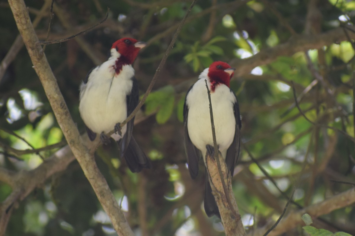 Red-crested x Red-capped Cardinal (hybrid) - ML645856730
