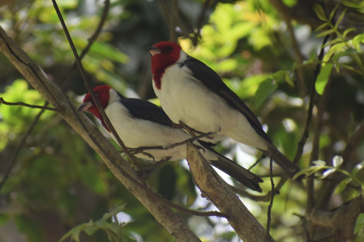 Red-crested x Red-capped Cardinal (hybrid) - ML645856731
