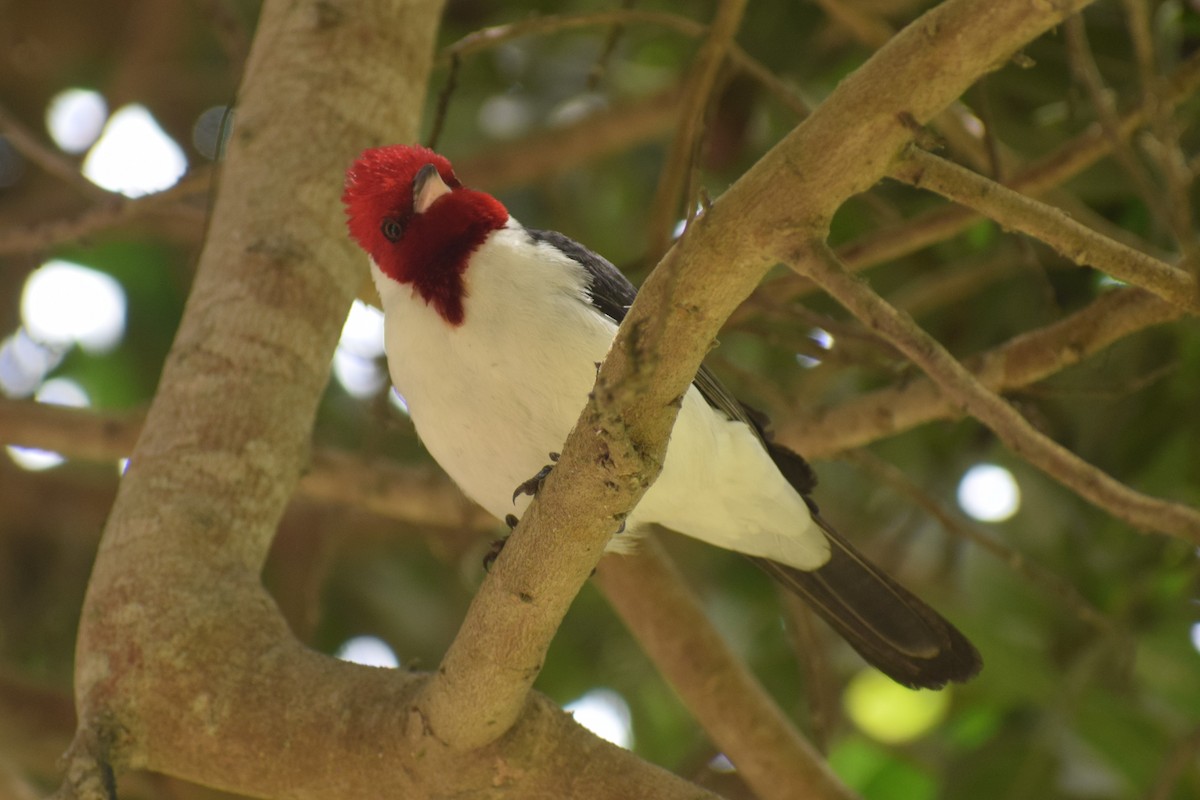 Red-crested x Red-capped Cardinal (hybrid) - ML645856732