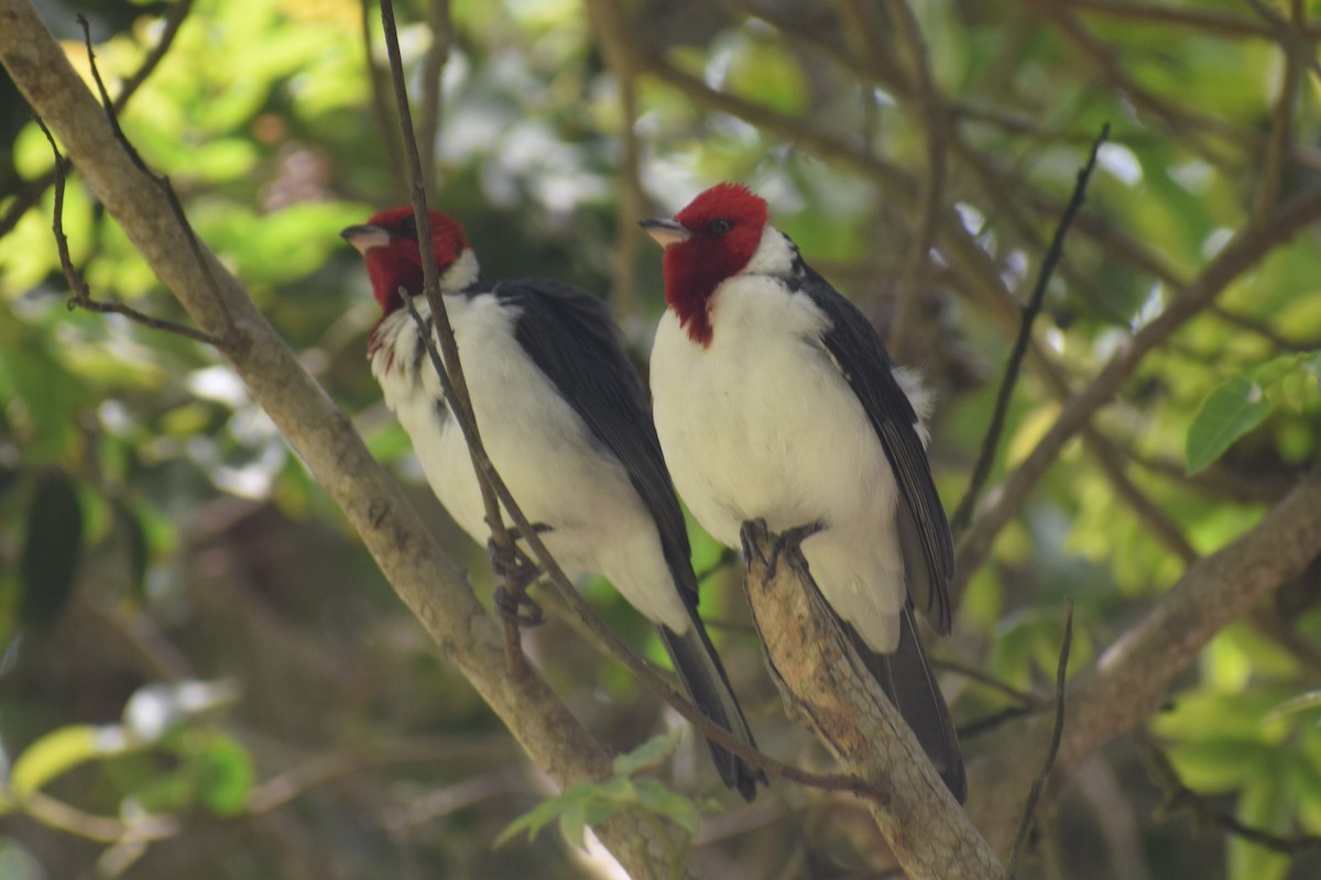Red-crested x Red-capped Cardinal (hybrid) - ML645856733