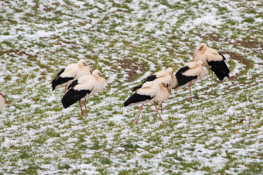 חסידה לבנה - ML645856736