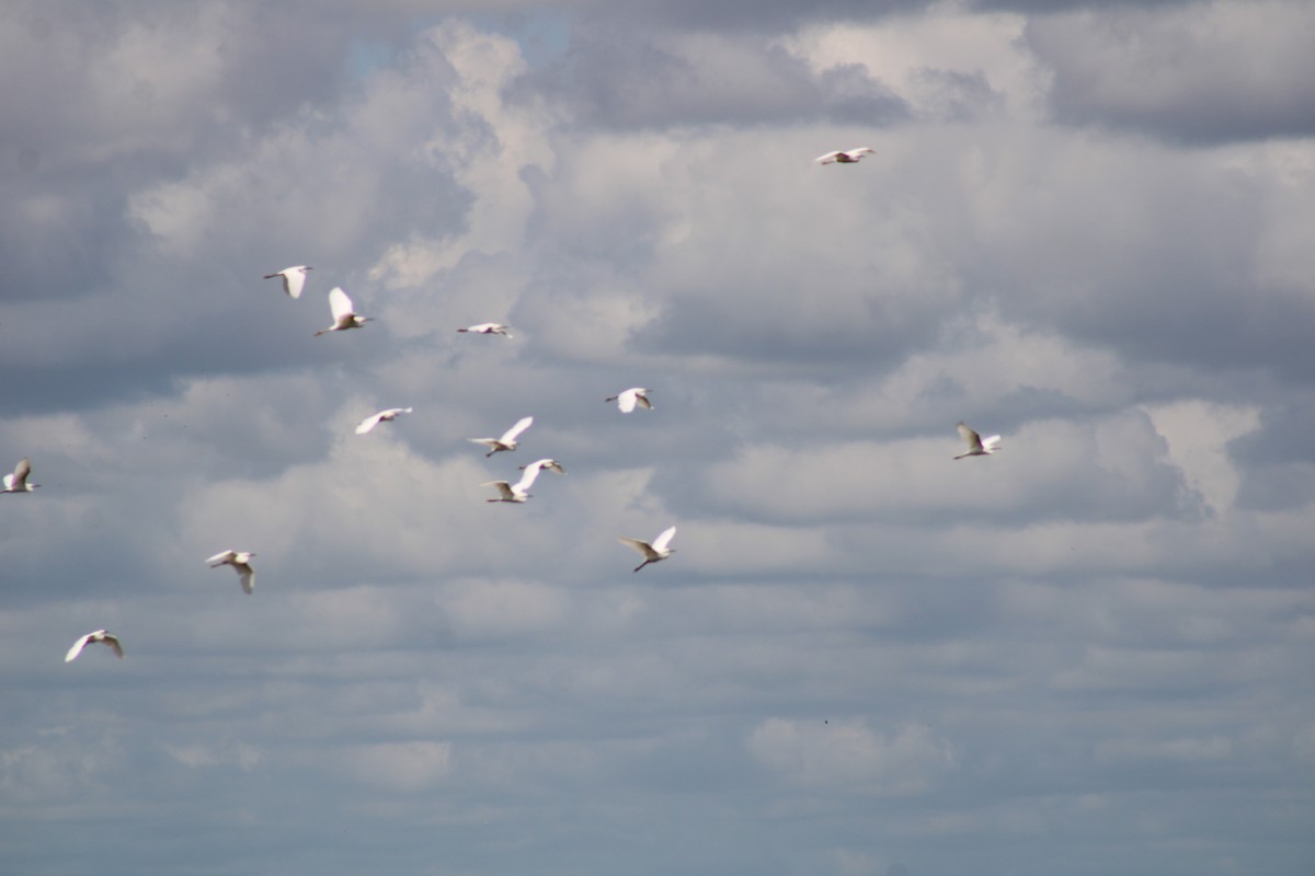 לבנית אמריקנית - ML645856737
