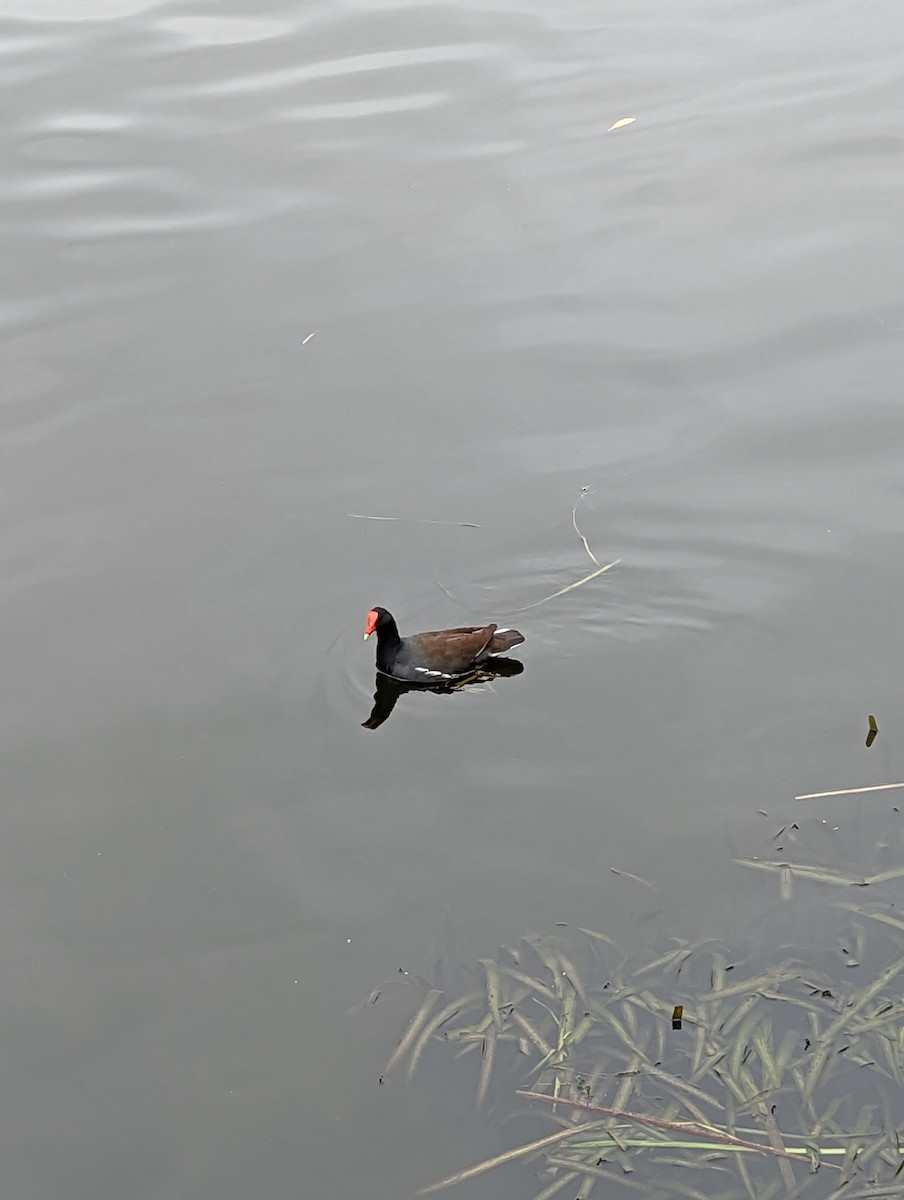 Common Gallinule - ML645856740