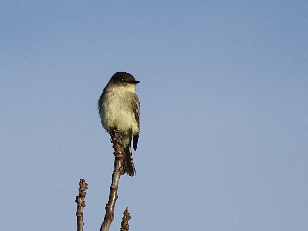פיבי מזרחית - ML645856743