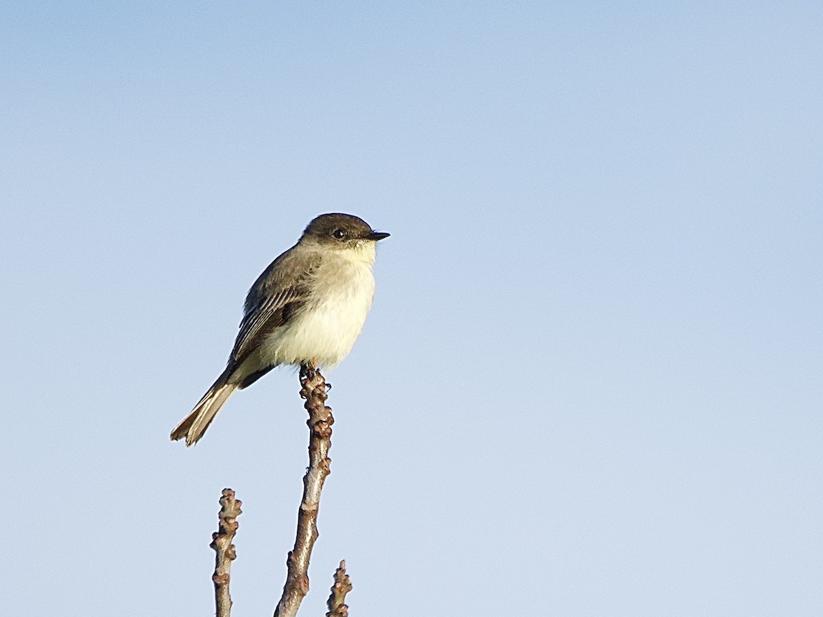 פיבי מזרחית - ML645856744