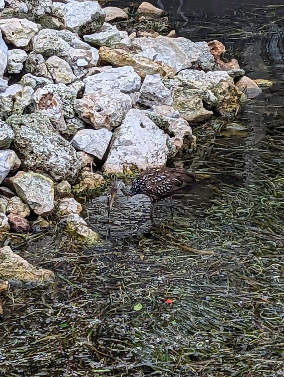 Limpkin - ML645856745