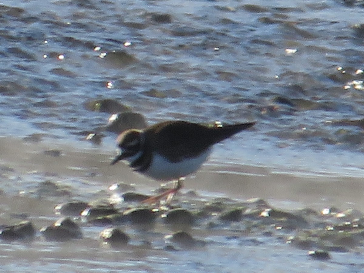 kulík rezavoocasý - ML645856746