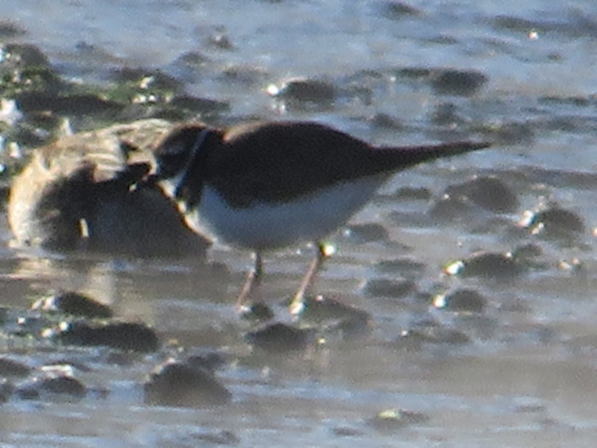 kulík rezavoocasý - ML645856747