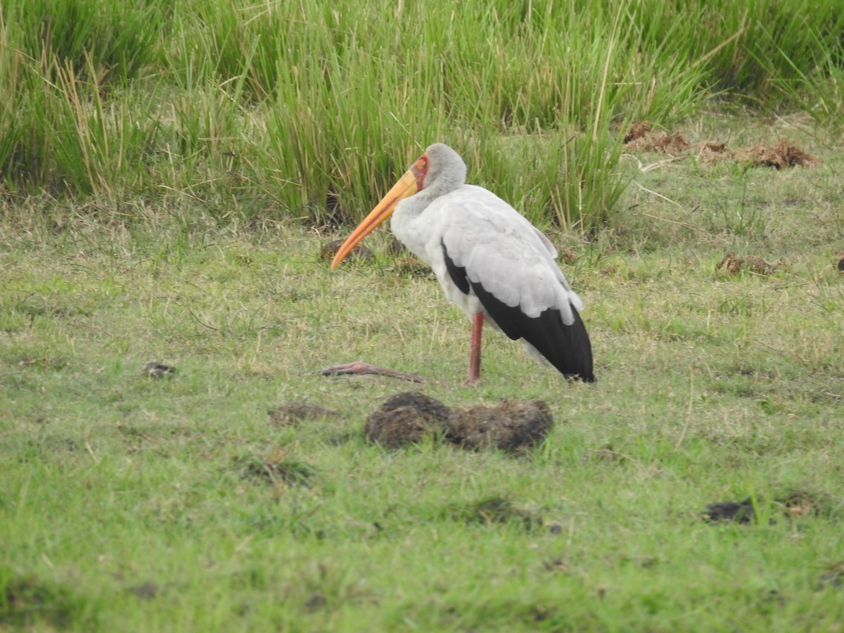 חסידן ורוד - ML645856748