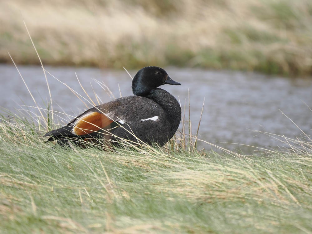 Paradise Shelduck - ML645856754