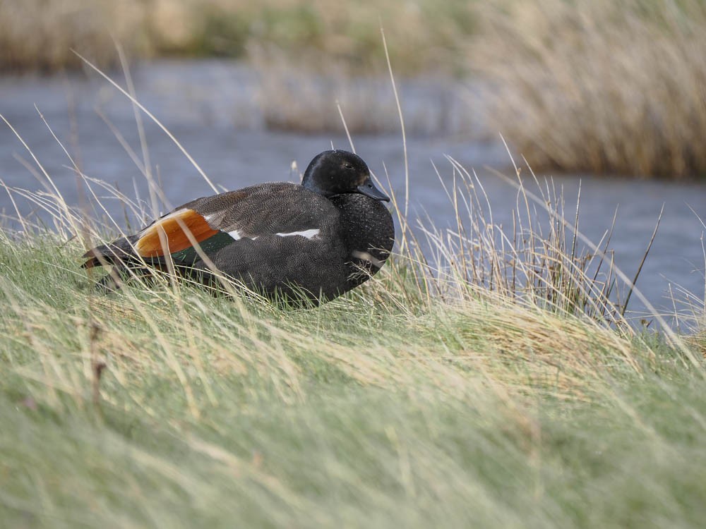 Paradise Shelduck - ML645856755