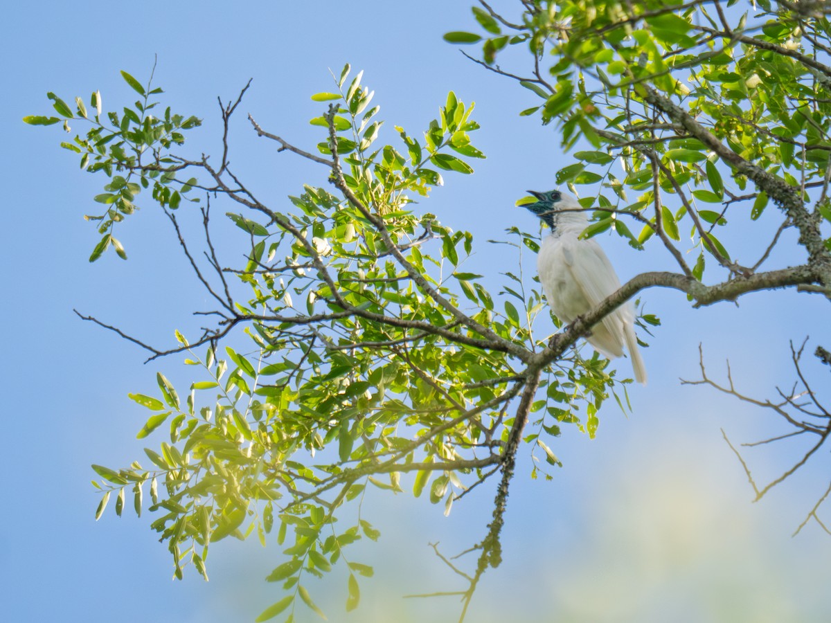 Bare-throated Bellbird - ML645856756