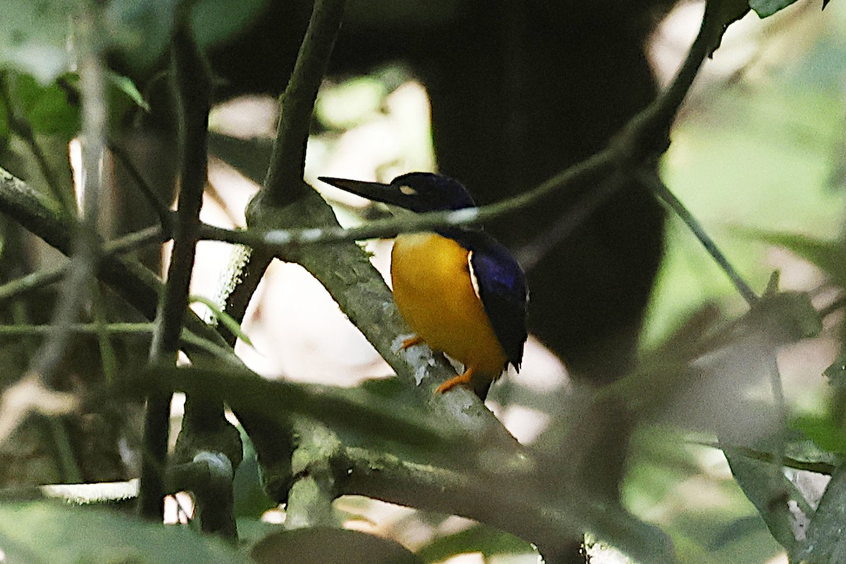 Papuan Dwarf-Kingfisher - ML645856757