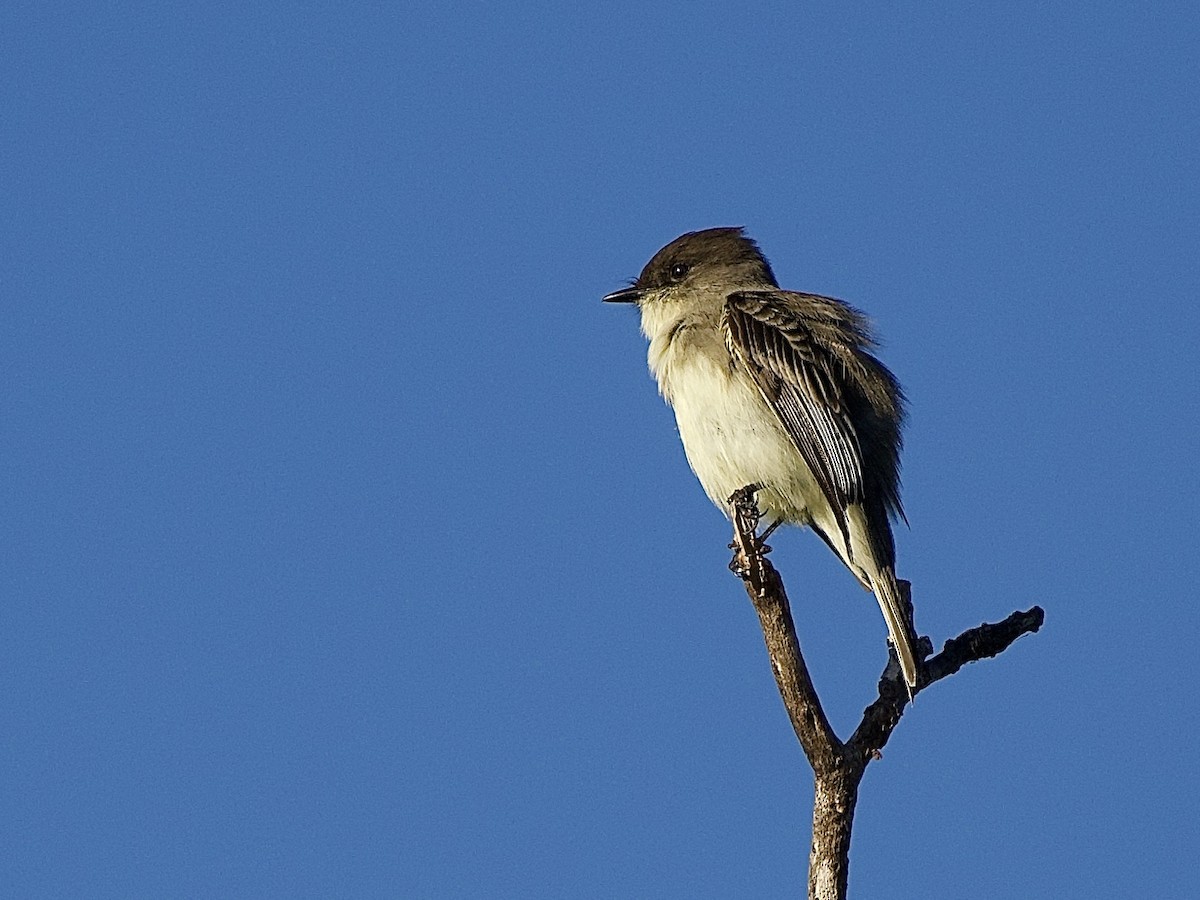 פיבי מזרחית - ML645856759