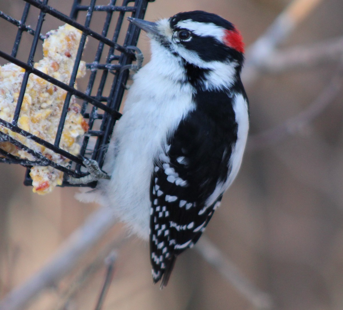 Downy Woodpecker - ML645856760