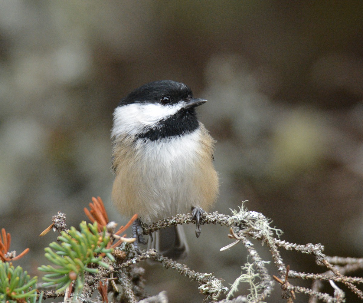 Black-capped Chickadee - ML645856763