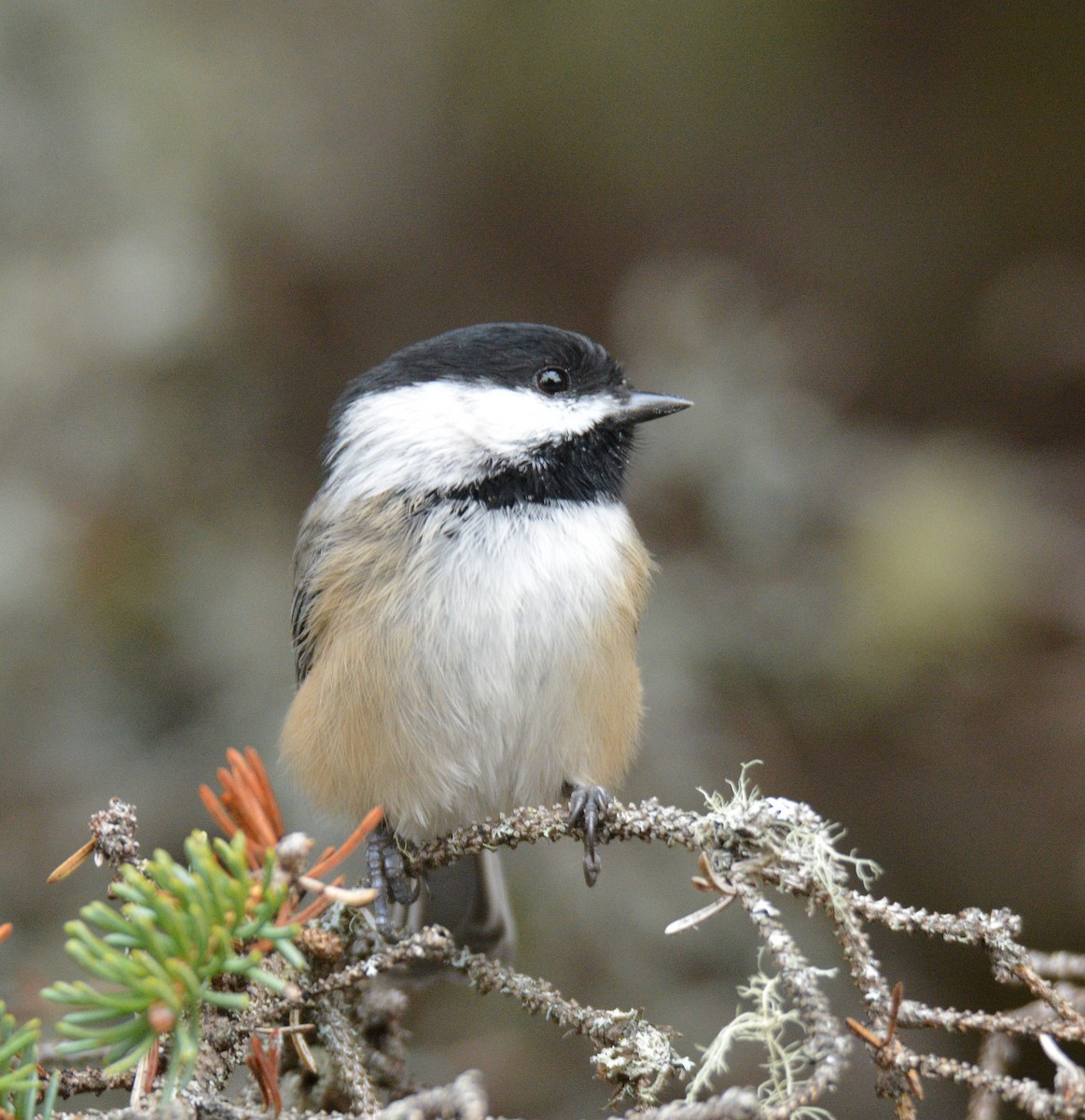 Black-capped Chickadee - ML645856765