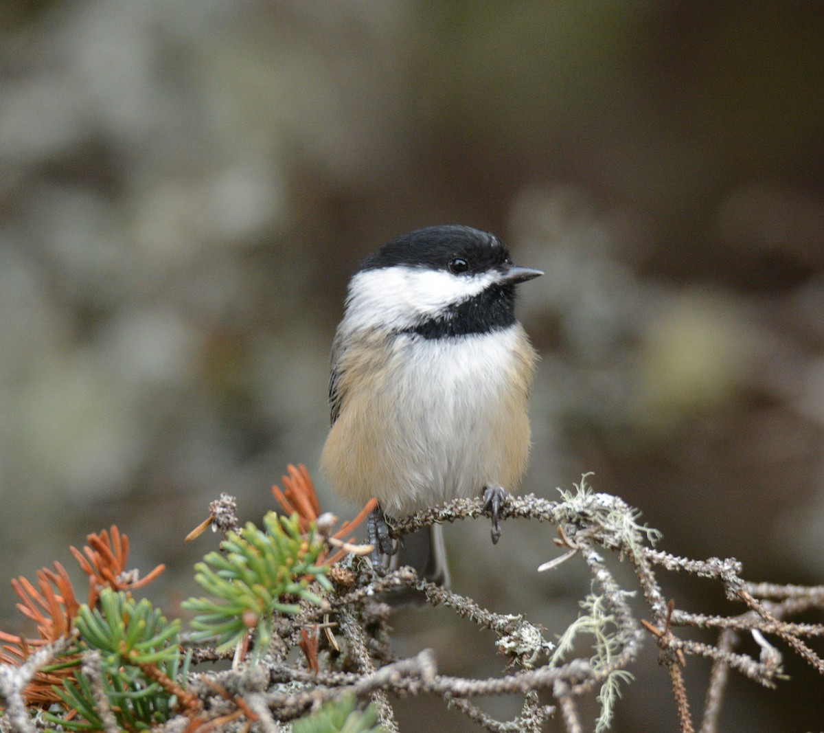 Black-capped Chickadee - ML645856766