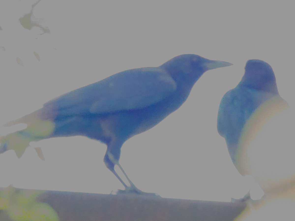 American Crow - ML645856767