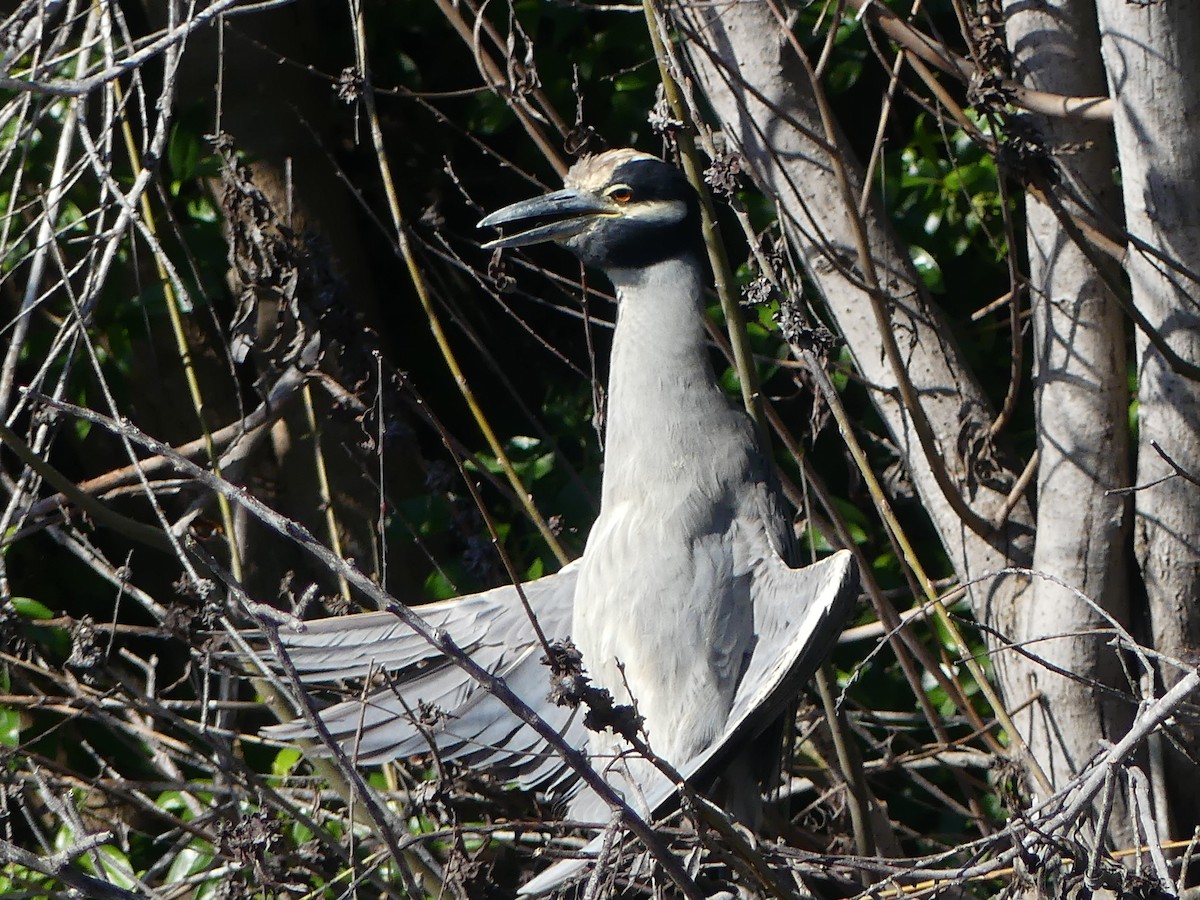 אנפת לילה צהובת-כיפה - ML645856768
