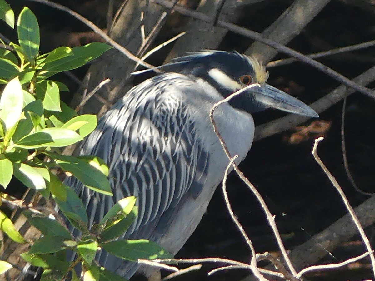 אנפת לילה צהובת-כיפה - ML645856769