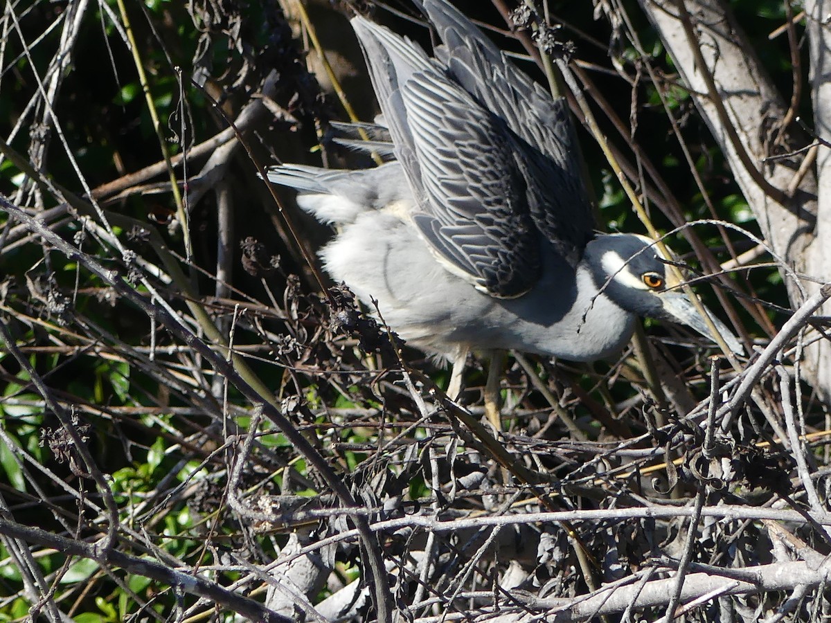 אנפת לילה צהובת-כיפה - ML645856770