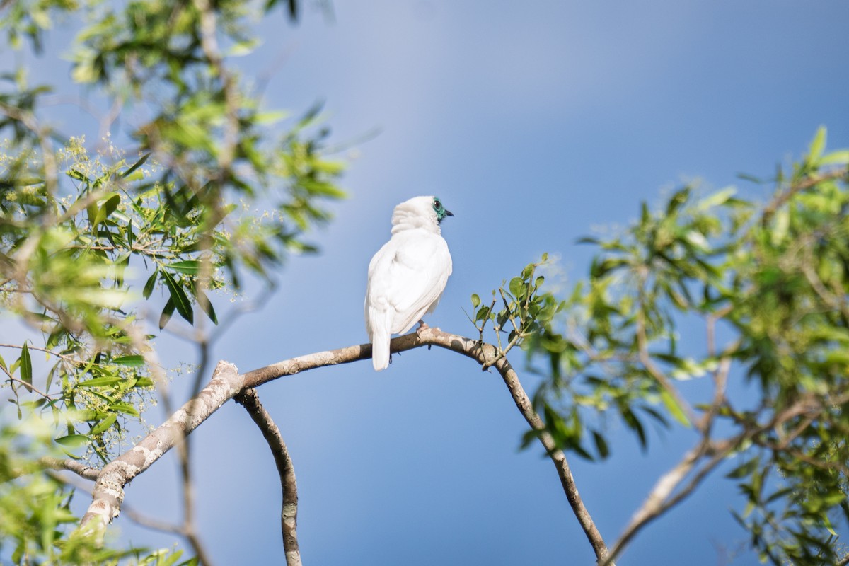 Bare-throated Bellbird - ML645856771