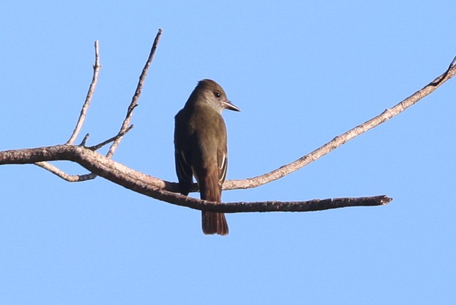 Great Crested Flycatcher - ML645856772