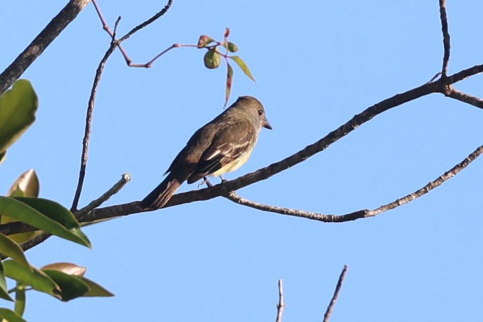 Great Crested Flycatcher - ML645856773