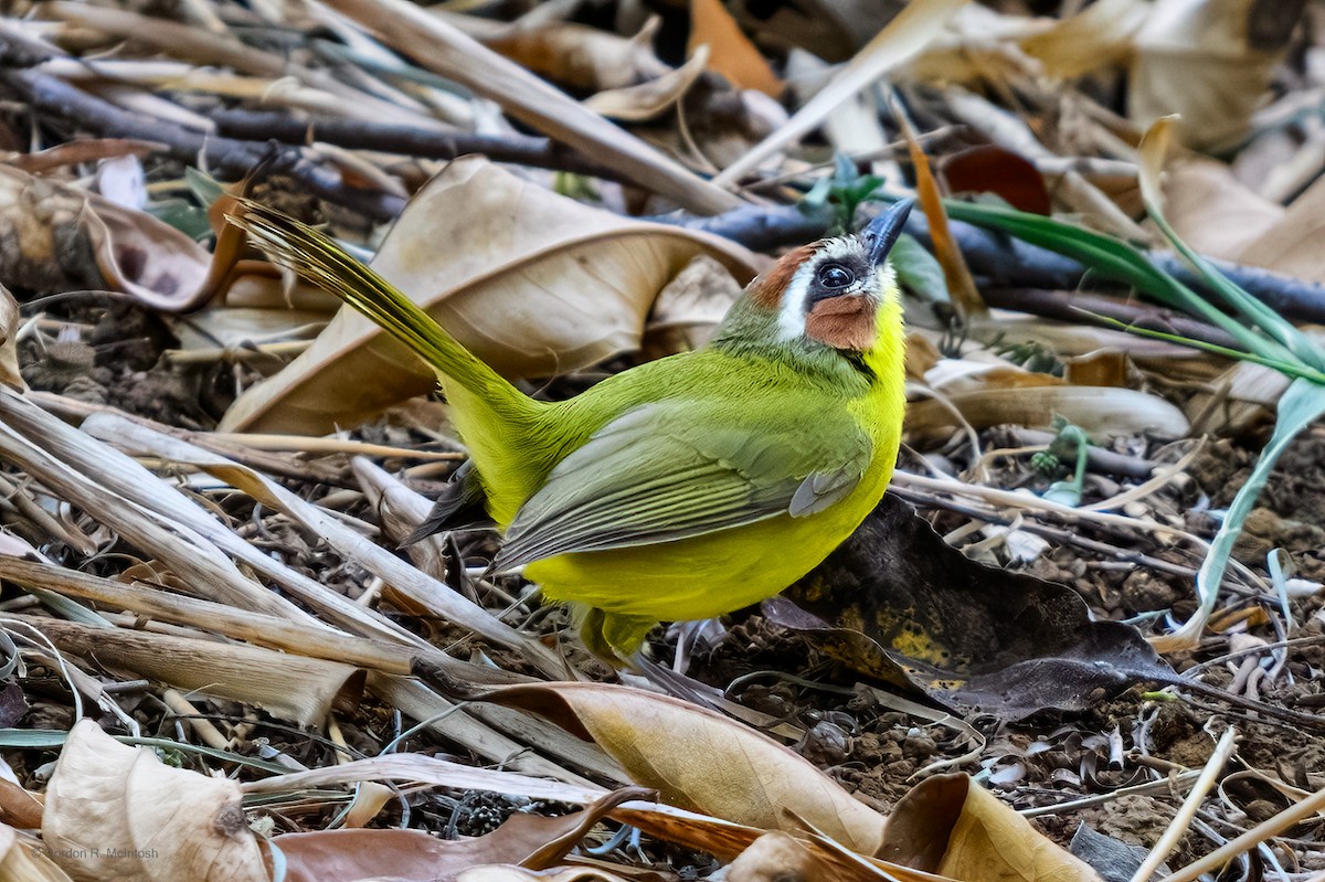 Chestnut-capped Warbler - ML645856774