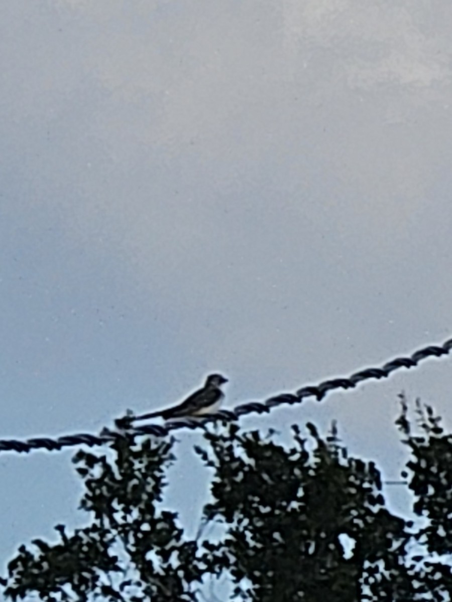 Scissor-tailed Flycatcher - ML645856776