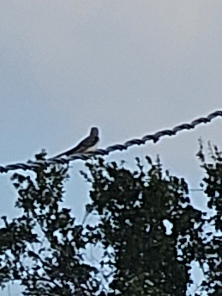 Scissor-tailed Flycatcher - ML645856777