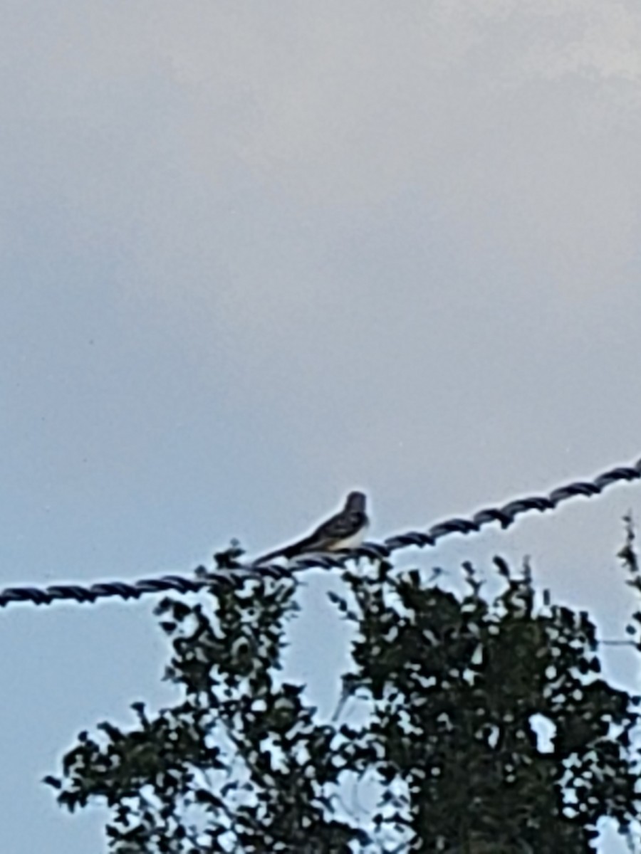 Scissor-tailed Flycatcher - ML645856779