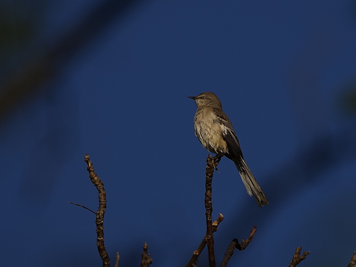 חקיינית צפונית - ML645856783