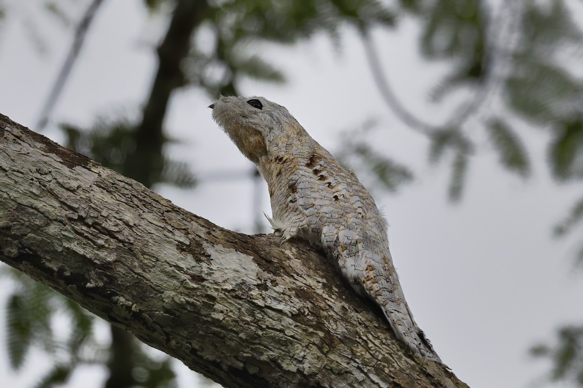 Great Potoo - ML645856784