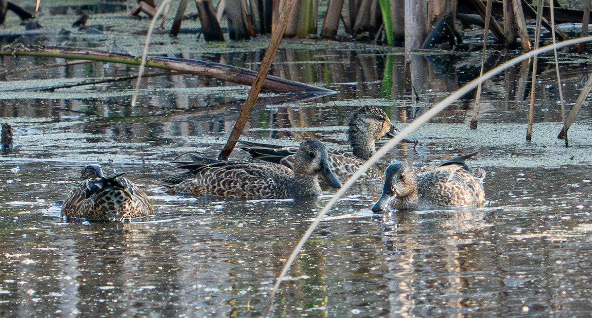 שרשיר כחול-כנף - ML645856786