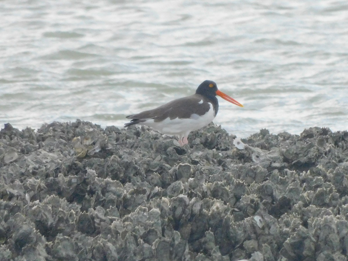 American Oystercatcher - ML645856788