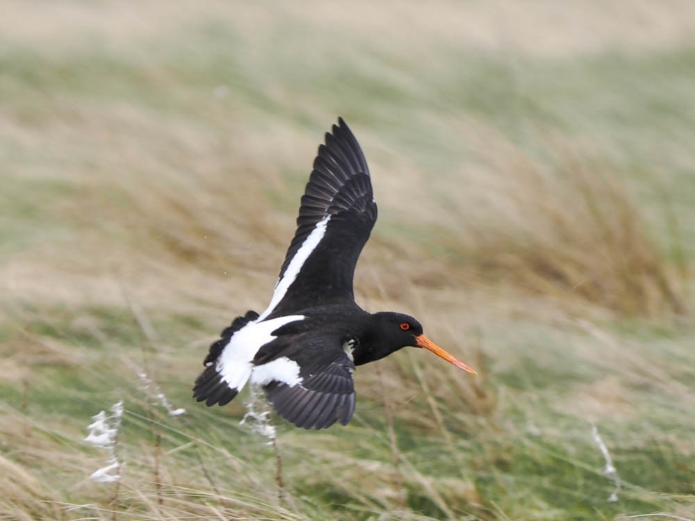 ミナミミヤコドリ - ML645856790