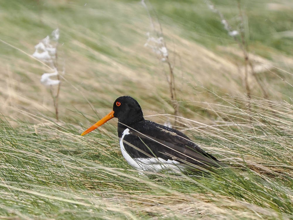 ミナミミヤコドリ - ML645856791